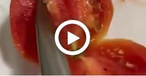 بالفيديو .. الزراعة تكشف حقيقة البندورة الفاسدة في الاسواق