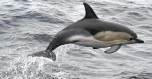 دراسة تكشف "سرا مثيرا" عن الدلافين