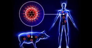 أنفلونزا الخنازير .. الاعراض والعلاج