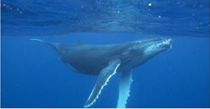 الكشف عن حقيقة صوت 'الحوت الأزرق' المرعب