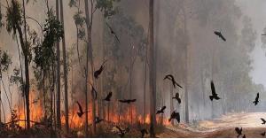 "حذر منه النبي".. ما هو الطائر الشرير المُتسبب في حرائق استراليا؟