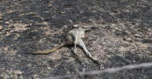 أكثر من "مليار قتيل" .. الحيوانات تدفع ثمن حرائق أستراليا