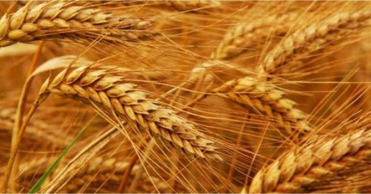 الأردن يطلق 6 أصناف جديدة من بذور القمح والشعير