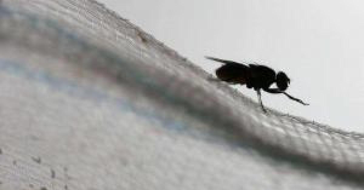 علماء ينشئون أدق خارطة لدماغ ذبابة