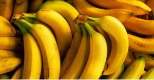 خطر يهدد وجود الموز في العالم .. ما القصة؟