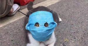 خوفا من كورونا .. اقنعة طبية لقطط الصين