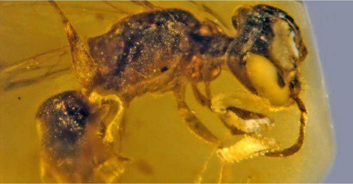99 مليون عام... العثور على أقدم نحلة بالتاريخ