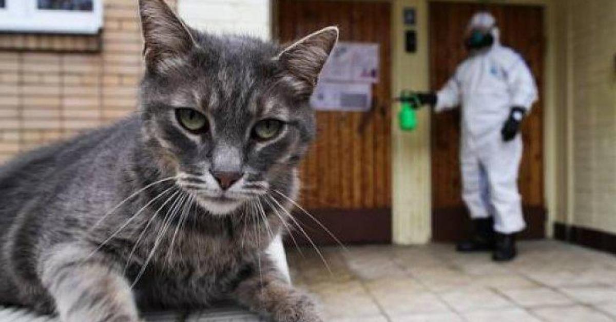 15% من القطط في ووهان مصابة