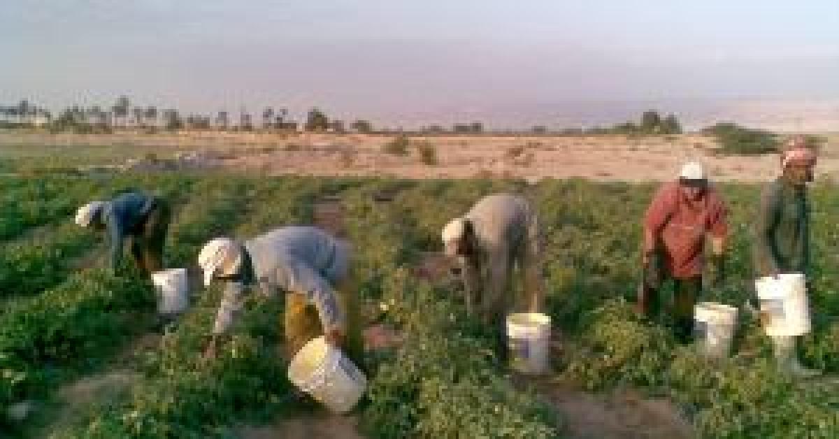 الحكومة تعلن عن آلية منح التصاريح للمزارعين