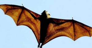 باحثون: الخفافيش تؤوي 6 أنواع جديدة من فيروسات كورونا