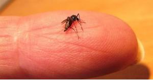 هل البعوض ينقل فيروس كورونا؟