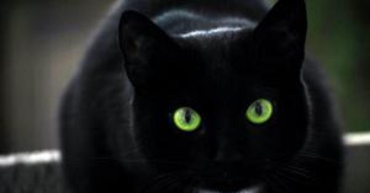 دولة تطهي القطط السوداء للعلاج من كورونا