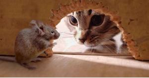 أخيرا .. دراسة تكشف سبب العلاقة المتوترة بين القطط والفئران