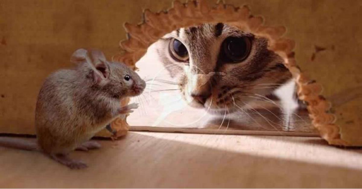 أخيرا .. دراسة تكشف سبب العلاقة المتوترة بين القطط والفئران