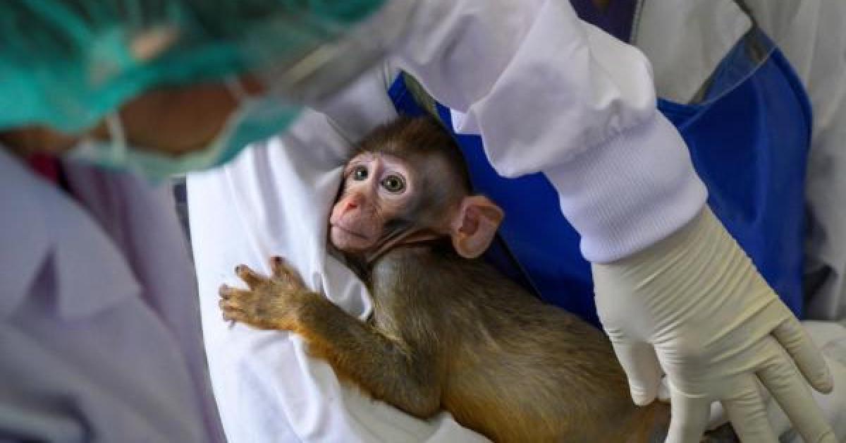 الطريق إلى اللقاح .. آخر التجارب على القرود والبشر