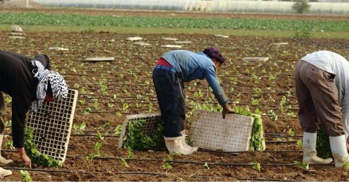 العمل.. السماح للعمالة الوافدة بالمغادرة لن يؤثر على القطاع الزراعي