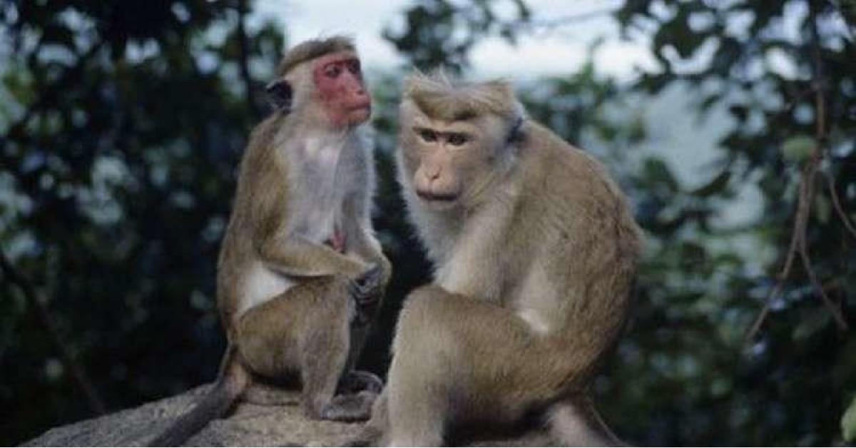 القرود تسرق عينات دم مرضى كورونا - فيديو