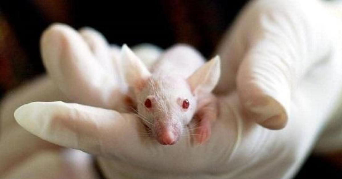 لماذا أصبحت الفئران أكثر عدوانية في زمن كورونا؟
