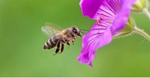 علماء يفكون الألغاز حول ملكات النحل