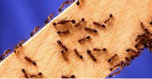 طرق بسيطة للتخلص من هجوم النمل في الصيف .. تعرف عليها