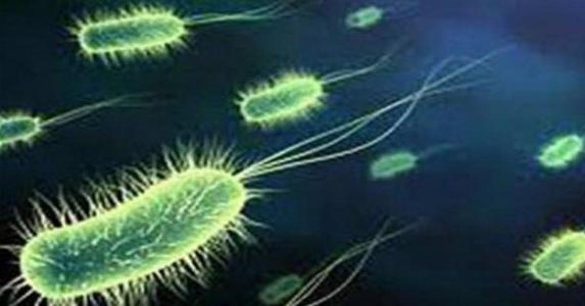 اكتشاف بكتيريا عمرها 13 مليون عام