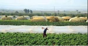16 مليون دونم صالحة للزراعة بالأردن