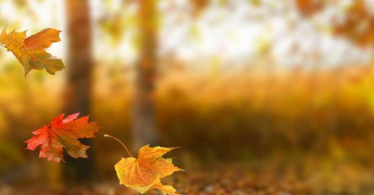 الأرصاد الجوية: الخريف فصل التقلبات السريعة والحادة يبدأ الثلاثاء