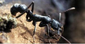 نوع من النمل يفاجئ العلماء بقدراته
