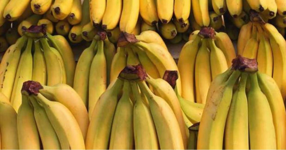 وزارة الزراعة تمنع استيراد الموز اعتباراً من الأحد .. لماذا؟