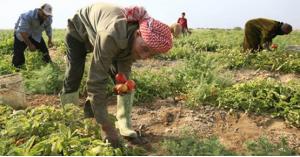 10 ملايين دينار لدعم تشغيل العمالة المحلية بالزراعة