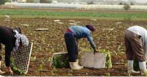 مشروع لتدريب وتشغيل الأردنيين بالزراعة