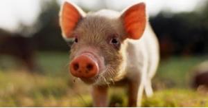 إيطاليا تكتشف اول إصابة بحمى الخنازير