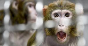 رصد أول إصابة بفيروس مصدره القرود في بريطانيا