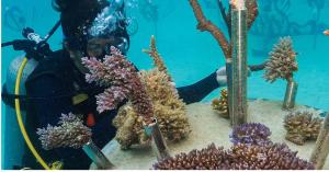 أيلة تتوسع في برامج استزراع الشعاب المرجانية منذ العام 2015 وتحقق نتائج مميزة في الحفاظ على المكونات الطبيعية