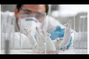 ابتكر علماء في بريطانيا لأول مرة هيكلا يشبه جنين الفأر باستخدام ركائز ثلاثية الأبعاد ونوعين من الخلايا الجذعية.