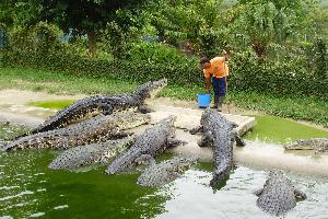 إندونيسيين يذبحون 292 تمساحا