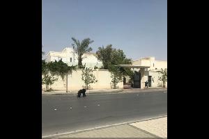 هربت غوريلا من قفصها في العاصمة السعودية الرياض، أمس الجمعة، وجابت شوارعها مثيرة الرعب في نفوس المواطنين