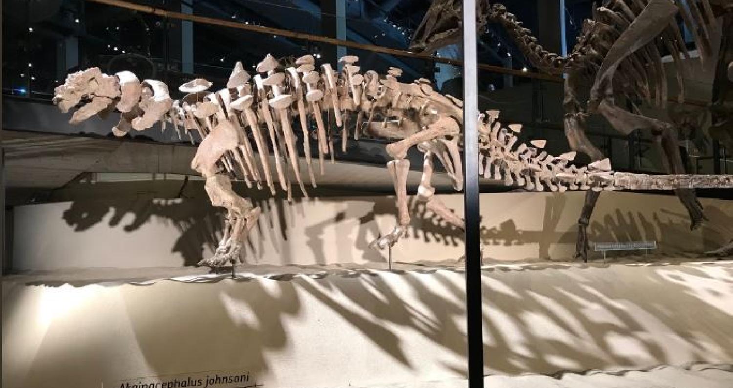 عثر باحثون على بقايا واحد من أكثر الديناصورات المدرعة صلابة على هذا الكوكب، "لا يمكن خرقه"، بعد 10 أعوام من البحث والتنقيب