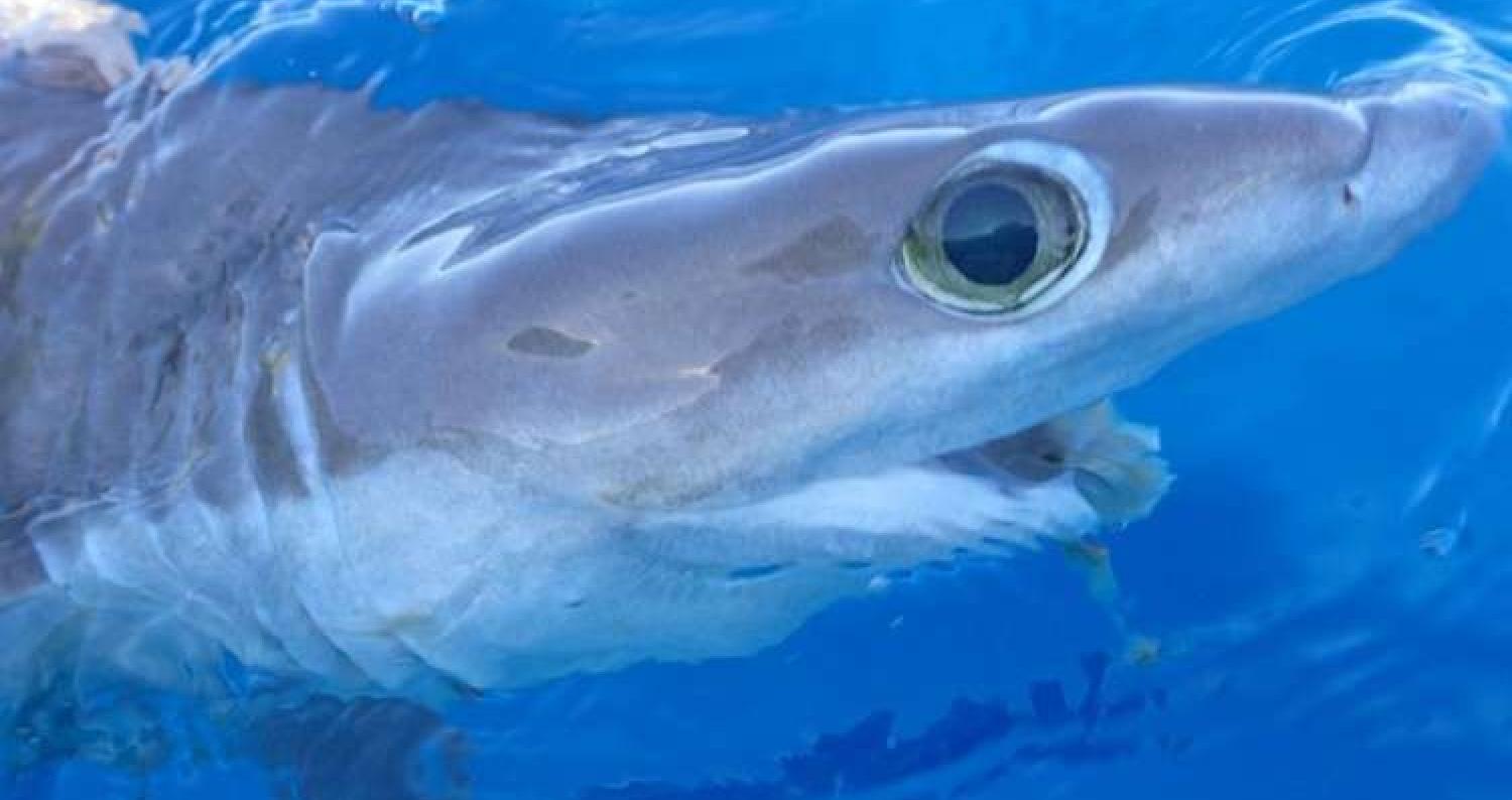 عثر علماء الأحياء البحرية على نوع جديد من أسماك قرش أعماق البحار في خليج المكسيك، بالقرب من ساحل ولاية فلوريدا الأمريكية