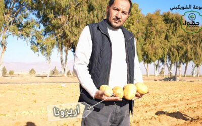 بدء حصاد الموسم الشتوي في مزارع حقول بأصناف جديدة ذات جودة عالية ومتميزة