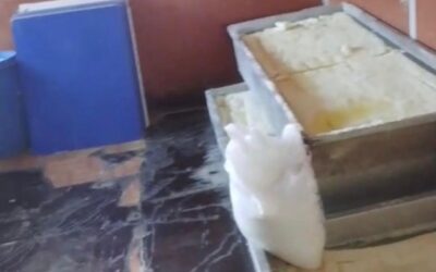 الغذاء والدواء: إغلاق مشغل أجبان غير مرخص