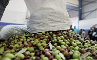 وزارة الزراعة توضح حول أسعار زيت الزيتون هذا العام