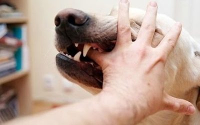 عضة الكلب .. 3 أخطاء يجب تجنبها وخطوات إسعافية قد تنقذ الحياة من داء السعار